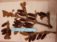 Abies nephrolepis image