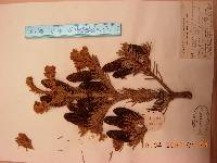 Abies nephrolepis image