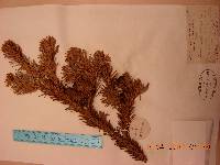 Abies nephrolepis image