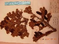 Abies nephrolepis image