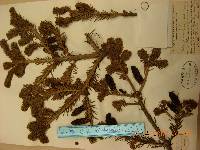 Abies nephrolepis image