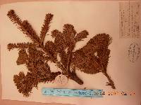 Abies nephrolepis image