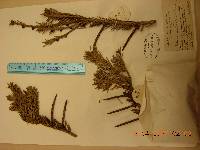 Abies nephrolepis image