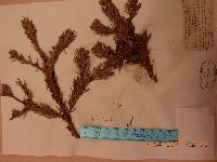 Abies nephrolepis image