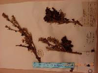 Abies nephrolepis image