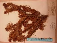 Abies holophylla image