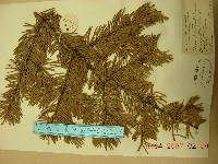 Abies holophylla image