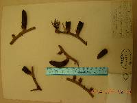 Abies holophylla image