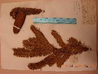 Abies holophylla image