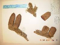 Abies holophylla image