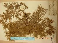 Abies holophylla image