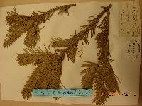 Abies holophylla image