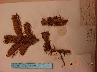 Abies holophylla image