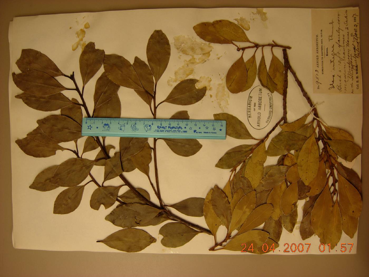 Ilex integra image