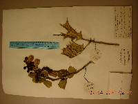 Image of Ilex cornuta