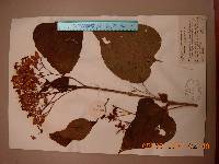 Clerodendrum trichotomum image