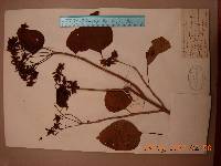 Clerodendrum trichotomum image