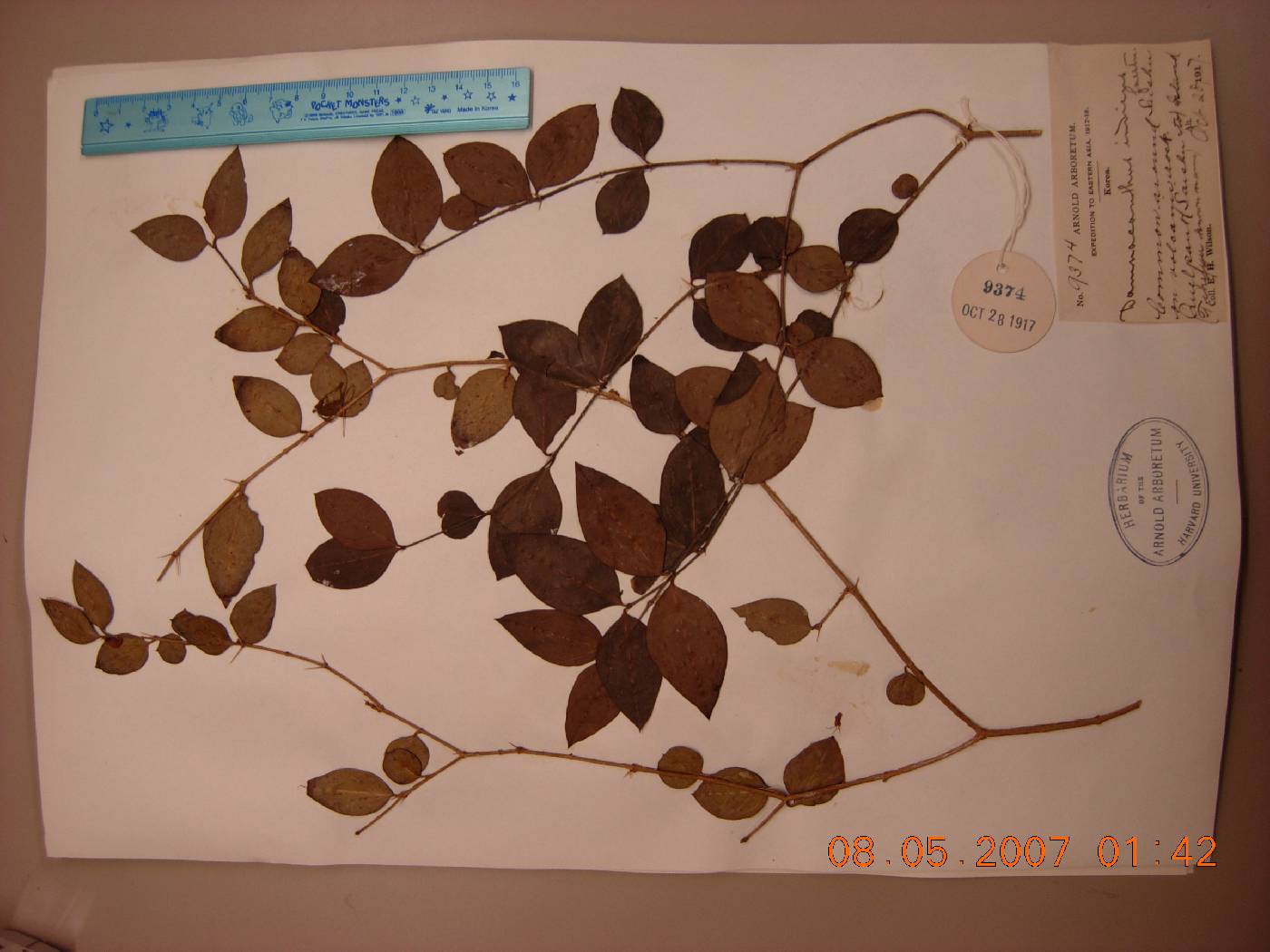 Damnacanthus indicus image