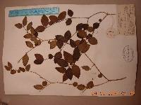 Image of Damnacanthus indicus