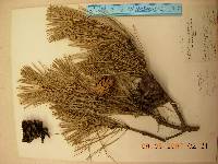 Pinus densiflora image