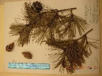 Pinus densiflora image