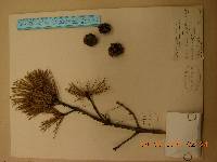 Pinus densiflora image