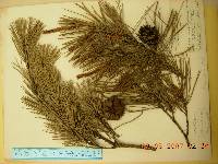 Pinus densiflora image