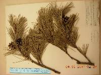 Pinus densiflora image