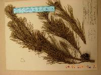 Pinus densiflora image
