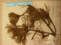 Pinus densiflora image