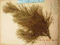 Pinus densiflora image