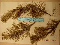 Pinus densiflora image