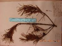 Pinus densiflora image