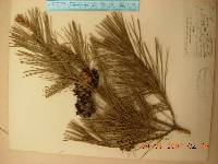 Pinus densiflora image