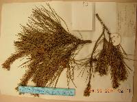 Pinus densiflora image