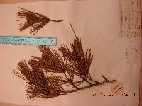 Pinus densiflora image