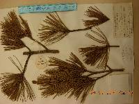 Pinus densiflora image