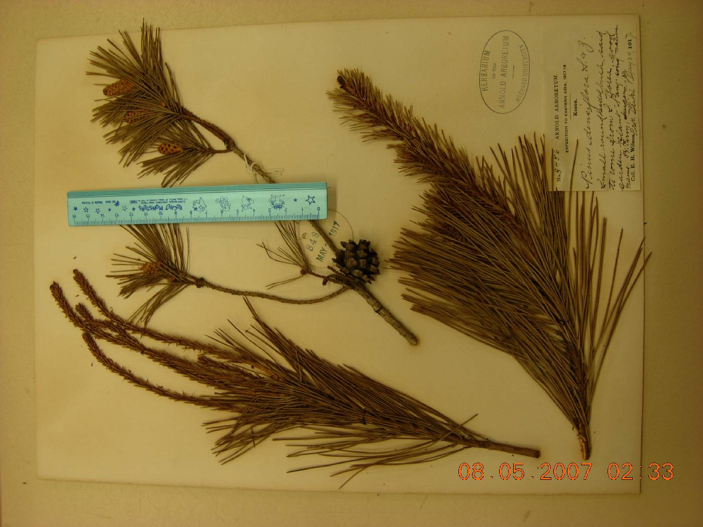 Pinus densiflora image