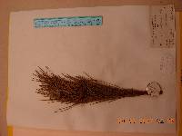 Pinus densiflora image