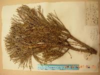 Pinus koraiensis image