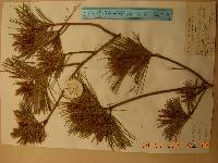 Pinus koraiensis image