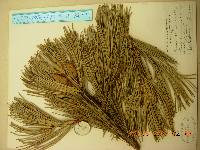 Pinus koraiensis image