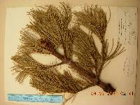 Pinus koraiensis image