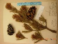 Pinus parviflora image