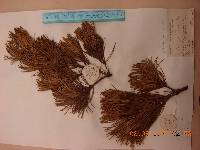Pinus pumila image