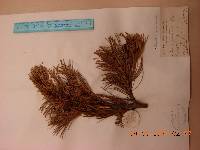 Pinus pumila image