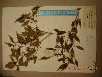 Callicarpa japonica image