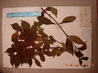 Callicarpa japonica image