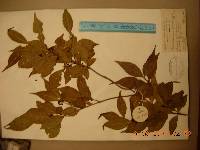 Callicarpa japonica image