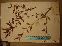 Callicarpa japonica image